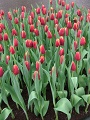 Keukenhof